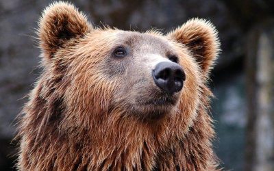Safety When Camping in Bear Country