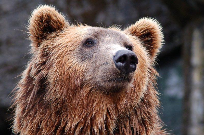Safety When Camping in Bear Country