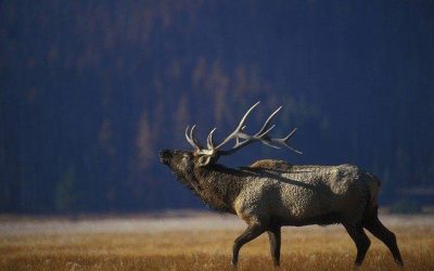 Top 10 Hunting Blogs to Follow in 2020