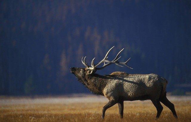 Top 10 Hunting Blogs to Follow in 2020